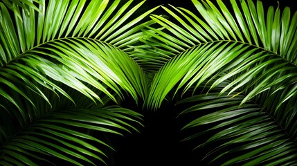 Lush green palm fronds, tropical backdrop, nature, background image