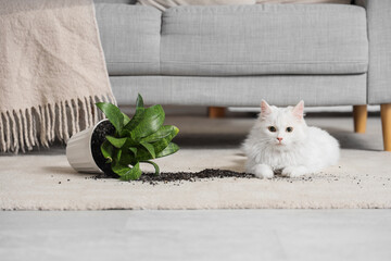 Cute white cat with overturned flowerpot on carpet at home