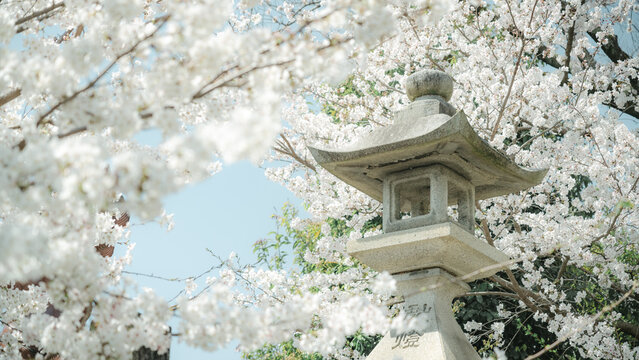 Background of Japanese shrine lanterns surrounded by pink and white cherry blossoms in spring