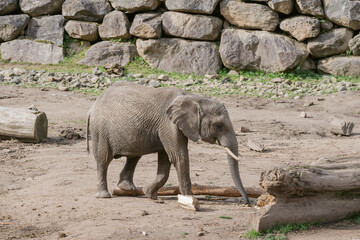 African Elephant Calf Walking