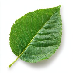 Obraz premium Close-up of a Single Green Leaf with Detailed Venation on White Background