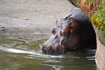 Hippopotamus in water