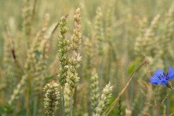Wheat in the country field in springtime