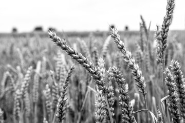 Obraz premium Wheat in black and white 