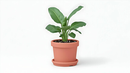 Fototapeta premium Potted plant, studio shot, white background, home decor