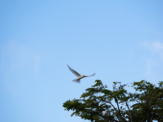 White Tern flying