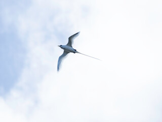 White-tailed Tropicbird flying