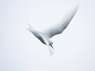 White Tern flying