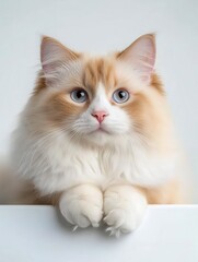 Adorable Long-Haired Cat with Blue Eyes, Close-up Portrait