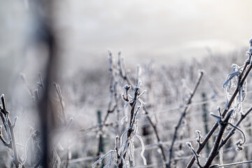 Paysage hivernal de vignes dénudées sous une fine couche de givre. Avec une belle lumière de lever de soleil.