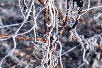 Paysage hivernal de pied de vignes endormies sous le givre. Le cycle naturel du vignoble en repos....