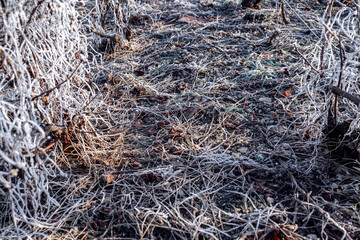 Paysage hivernal de vignes endormies sous le givre, symbolisant la quiétude et la beauté de la nature en hiver.