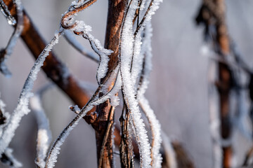 Paysage hivernal de pied de vignes endormies sous le givre. Le cycle naturel du vignoble en repos. Idéal pour illustrer le monde viticole en saison froide.