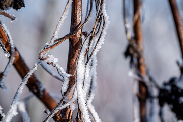 Paysage hivernal de pied de vignes endormies sous le givre. Le cycle naturel du vignoble en repos. Idéal pour illustrer le monde viticole en saison froide.