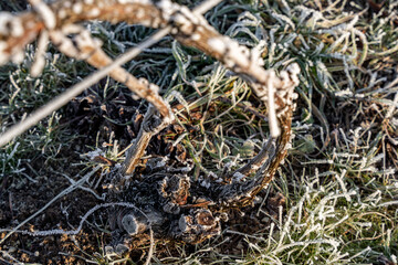 Gros plan de pied de vignes endormi sous le givre. Le cycle naturel du vignoble en repos. Idéal pour illustrer le monde viticole en saison froide.