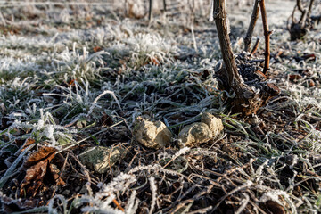 Paysage hivernal de pied de vignes endormi sous le givre. Le cycle naturel du vignoble en repos. Idéal pour illustrer le monde viticole en saison froide.
