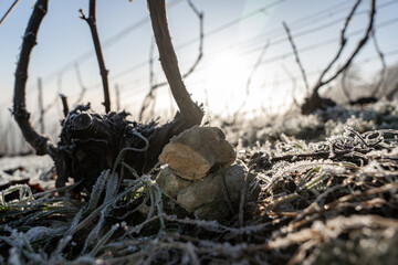 Gros plan de pied de vignes endormi sous le givre. Le cycle naturel du vignoble en repos. Idéal...
