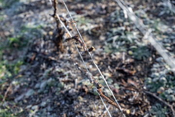 Paysage hivernal de pied de vignes endormi sous le givre. Le cycle naturel du vignoble en repos....