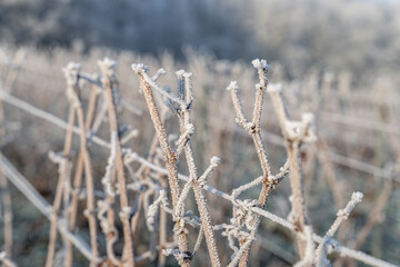 Paysage hivernal de vignes dénudées sous une fine couche de givre. 