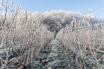Paysage hivernal de vignes sous le givre. Le cycle naturel du vignoble en repos. Avec une allée de...