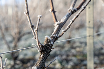 Paysage hivernal de vignes dénudées sous une fine couche de givre. Gros plan sur un cep de vigne givré.