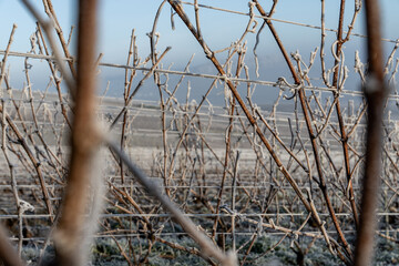 Paysage hivernal de vignes endormies sous le givre, symbolisant la quiétude et la beauté de la nature en hiver.