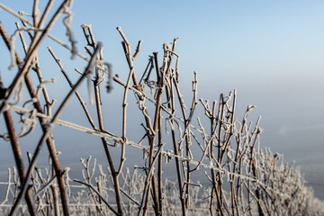 Fototapeta premium Paysage hivernal de vignes endormies sous le givre, symbolisant la quiétude et la beauté de la nature en hiver.