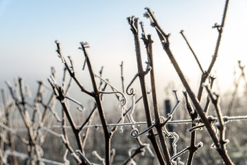 Paysage hivernal de vignes endormies sous le givre, symbolisant la quiétude et la beauté de la nature en hiver.