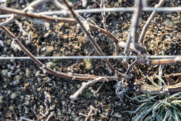 Paysage hivernal de vignes endormies sous le givre, symbolisant la quiétude et la beauté de la nature en hiver. Gros plan sur un pied de vigne en hiver.