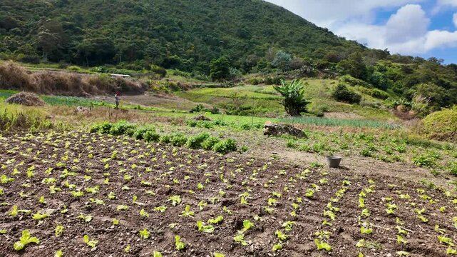 Agricultural landscape. Man sowing seeds for new organic crops in the background