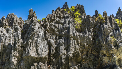Sheer karst cliffs against the blue sky. Green vegetation on steep furrowed slopes. Philippines. Palawan.