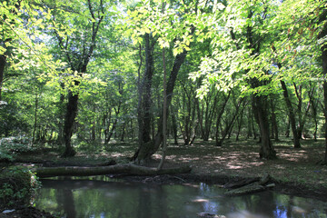 Obraz premium Beautiful forest cover around the lake. In the summer, greenery and healthy trees surround the lake.