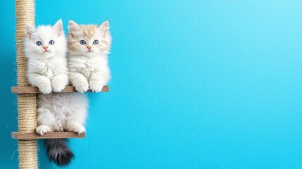 Adorable Fluffy Kittens with Blue Eyes Sitting on Cat Tree Against Light Blue Background
