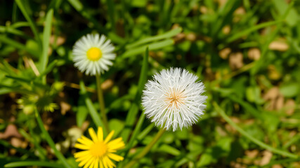 Obraz premium Beautiful dandelions field background Stock Images