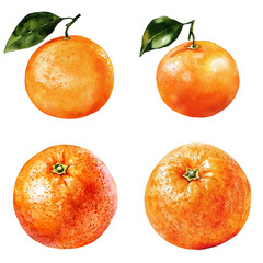 Vibrant orange fruit illustrations artistic display botanical art natural setting close-up view freshness concept