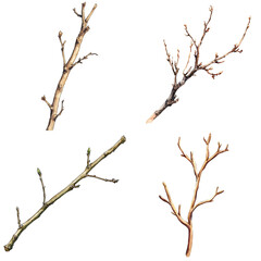 Nature's twisted branches forest botanical photography natural environment close-up view organic textures
