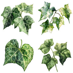 Vibrant ivy leaves nature botanical greenery close-up art concept for gardening inspiration
