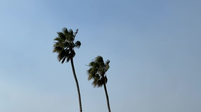 palm trees blowing in the Santa Ana winds