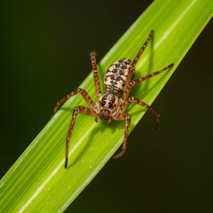 Fototapeta premium Brown spider sitting on a green leaf on greenish background