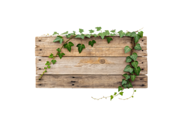 A rustic wooden panel adorned with fresh green ivy vines, creating a blend of nature and aged craftsmanship. Isolated on a transparent background