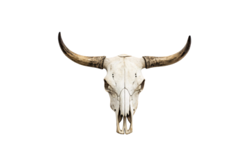 A symmetrical cow skull with broad, curved horns, presenting an iconic piece of western décor or art. Isolated on a transparent background