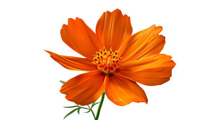A bright orange cosmos flower against a transparent background.