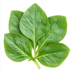 Obraz premium Vibrant Green Leaves Close-up: Fresh, Organic Foliage with Detailed Texture