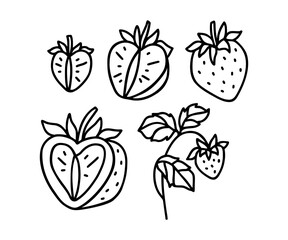 Vintage romantic hand drawn strawberry line art illustration elements