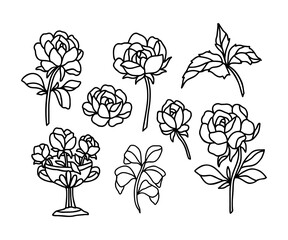 Romantic hand drawn rose, peony flower, and leaf branch clip art illustration elements