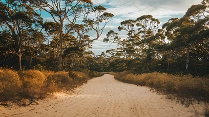 Fototapeta premium path in the sand