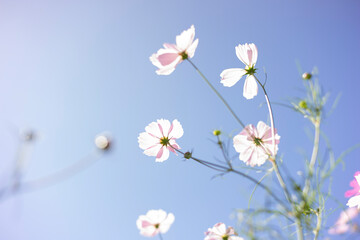 青空に映えるコスモス