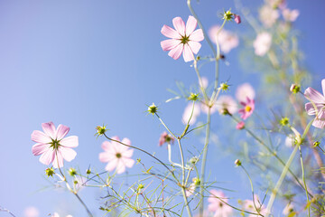 青空に映えるコスモス