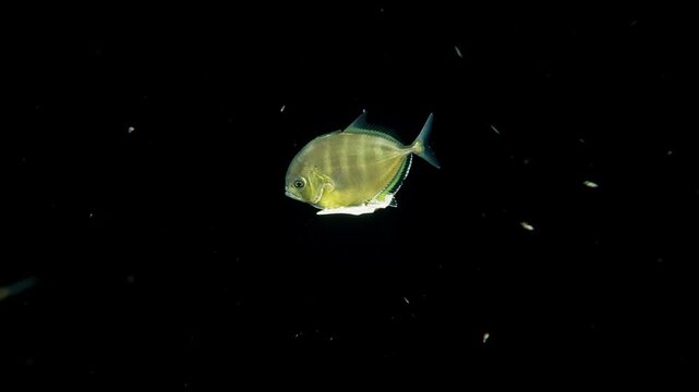 A small jack (Carangidae sp) in the open ocean during a blackwater dive, hanging on to and manipulating a piece of flotsam trash. Filmed in Myanmar, Burma, Andaman Sea.