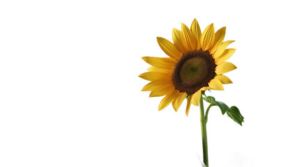 Naklejka premium A cheerful yellow sunflower flower against a transparent background.